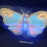Papillon-en lumière UV-vignette